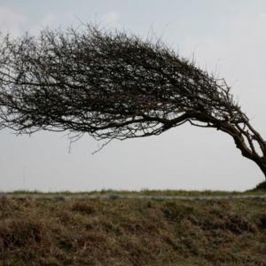 Struggle - Wind - Trees - Roots! A Solo Podcast!