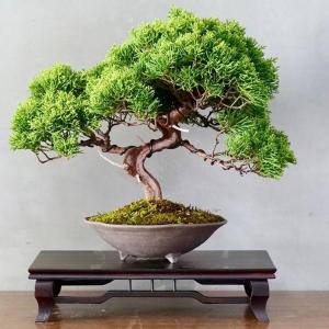 Work On Your Bonsai Tree!! A DTB Short