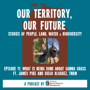 What is being done about Gamba Grass? (Part 3) ft. Diego Alvarez and James Pike, Territory NRM