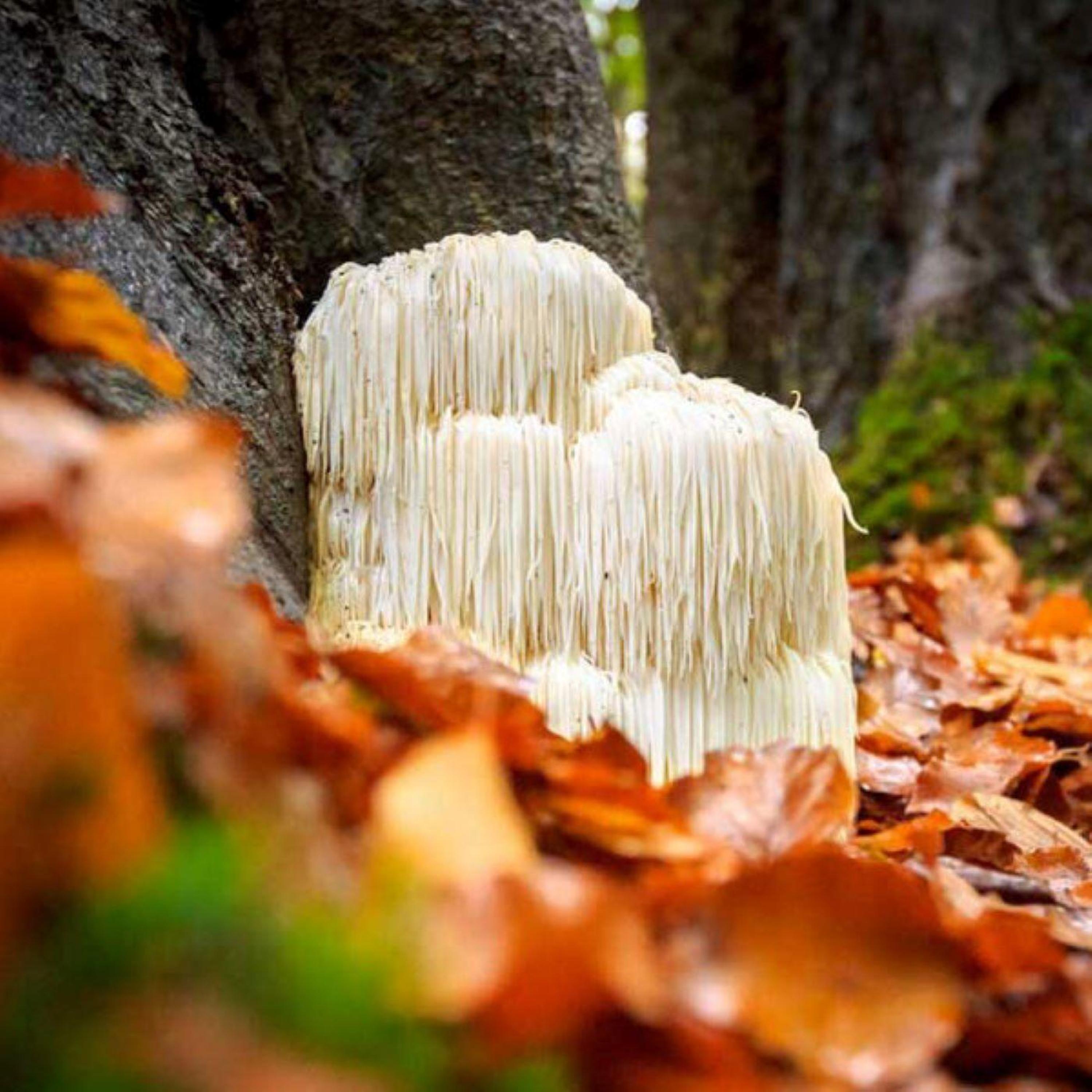 Lion's Mane Mushrooms for Optimal Memory and Focus